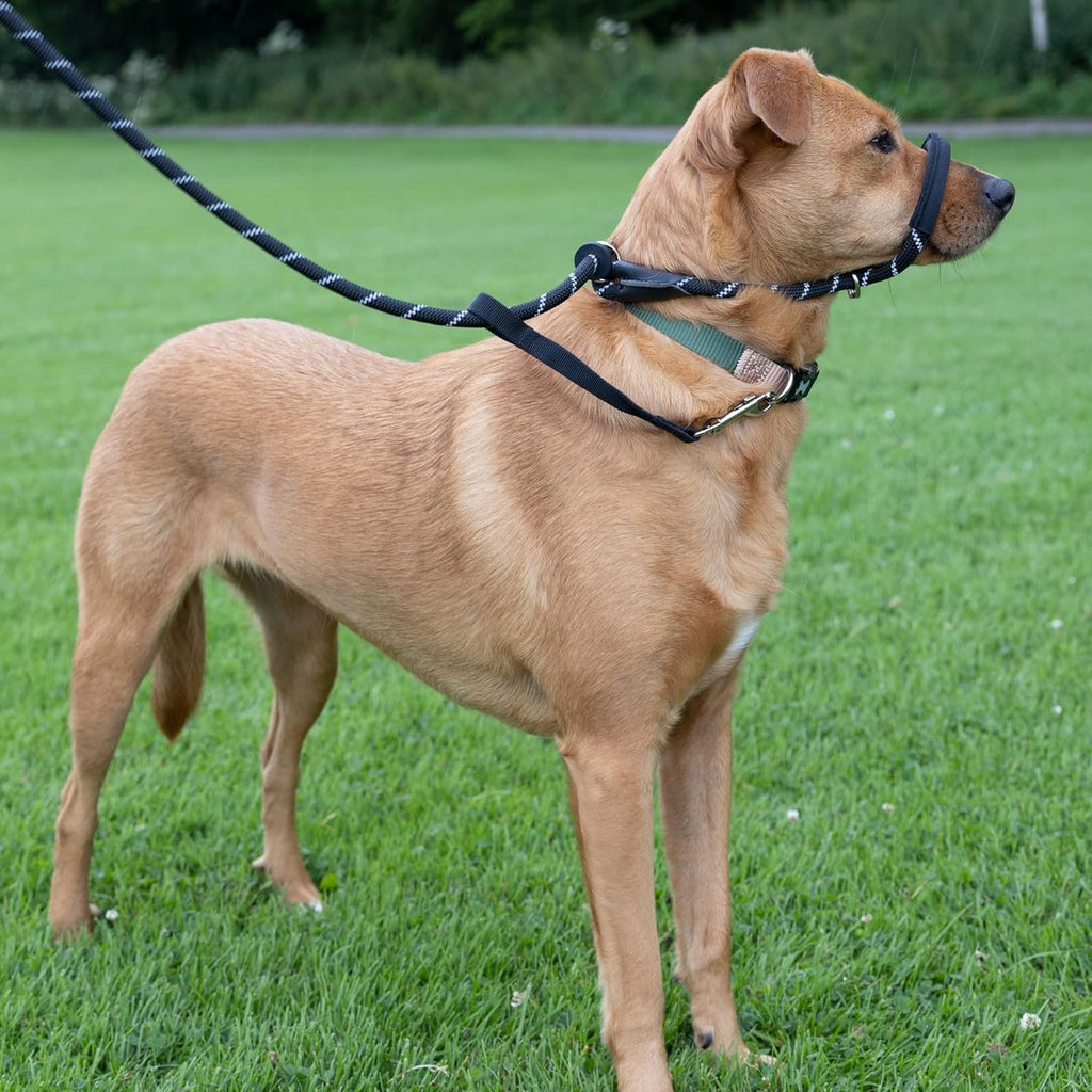 Figure of 8 Anti-Pull Dog Lead – Padded Nose Rope Slip Lead for Medium & Large Dogs