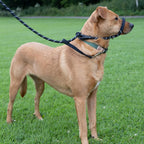Figure of 8 Anti-Pull Dog Lead – Padded Nose Rope Slip Lead for Medium & Large Dogs