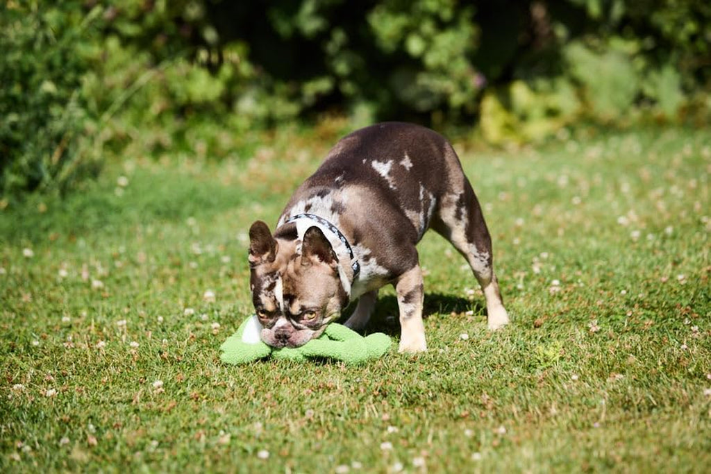(Little ) Finlay Frog Plush Dog Toy with Built-In Squeaker, Lightweight Puppy Toy (Pack of 1)