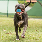 6-Pack Squeaky Rubber Dog Balls – Interactive Fetch & Chew Toy for Small & Medium Dogs (6.5cm)