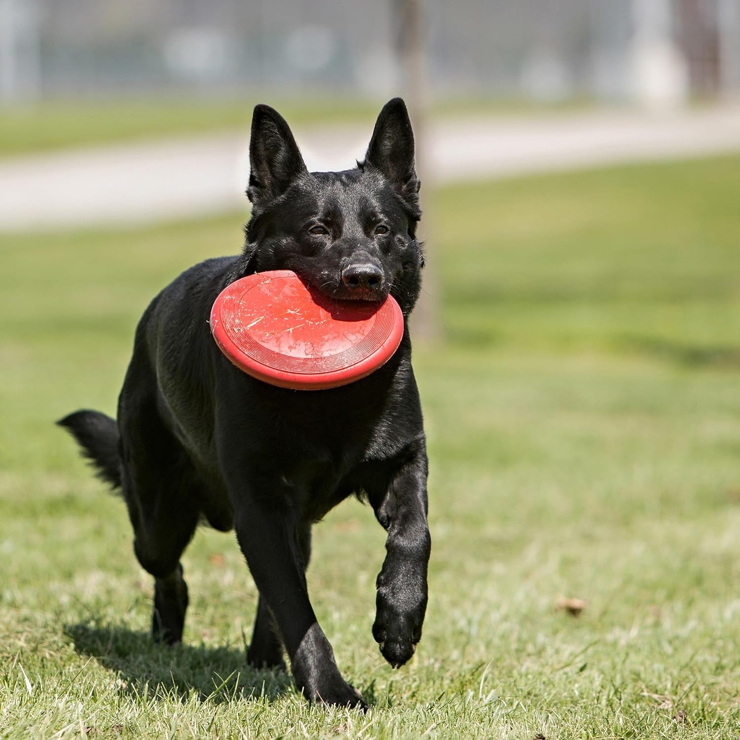 KONG Flyer Natural Rubber Flying Disc – Durable Fetch Toy for Small Dogs