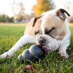 KONG Extreme Dog Toy – Durable Natural Rubber Treat Dispenser & Chew Toy for Power Chewing Large Dogs