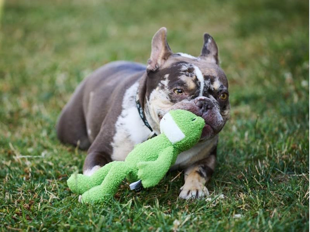 (Little ) Finlay Frog Plush Dog Toy with Built-In Squeaker, Lightweight Puppy Toy (Pack of 1)